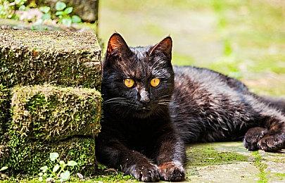 《暗黑破坏神：不朽》预告的预告视频 6月一定上线